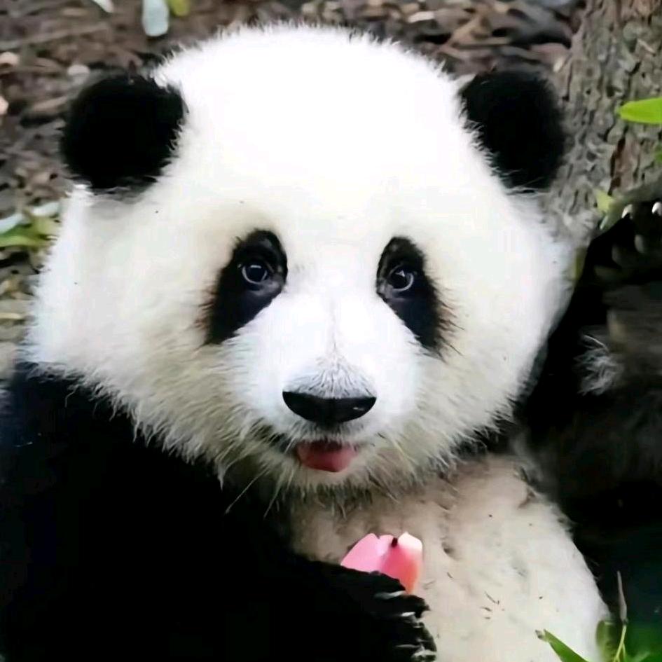 动物研究社