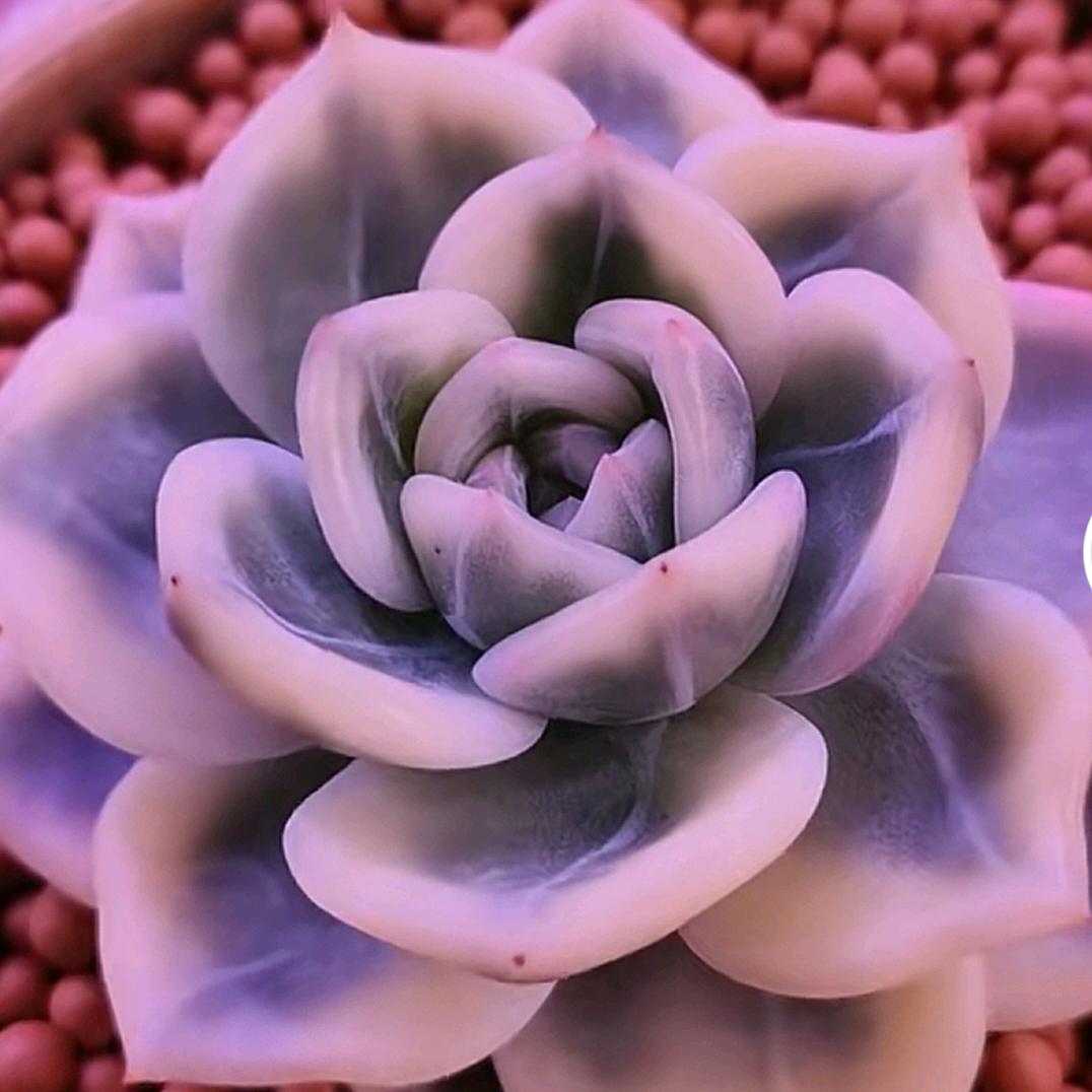 琪逸