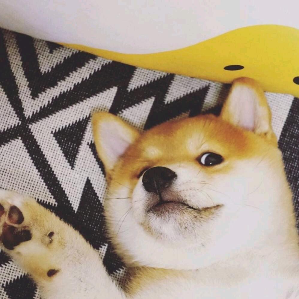 努力的赵某某✌️