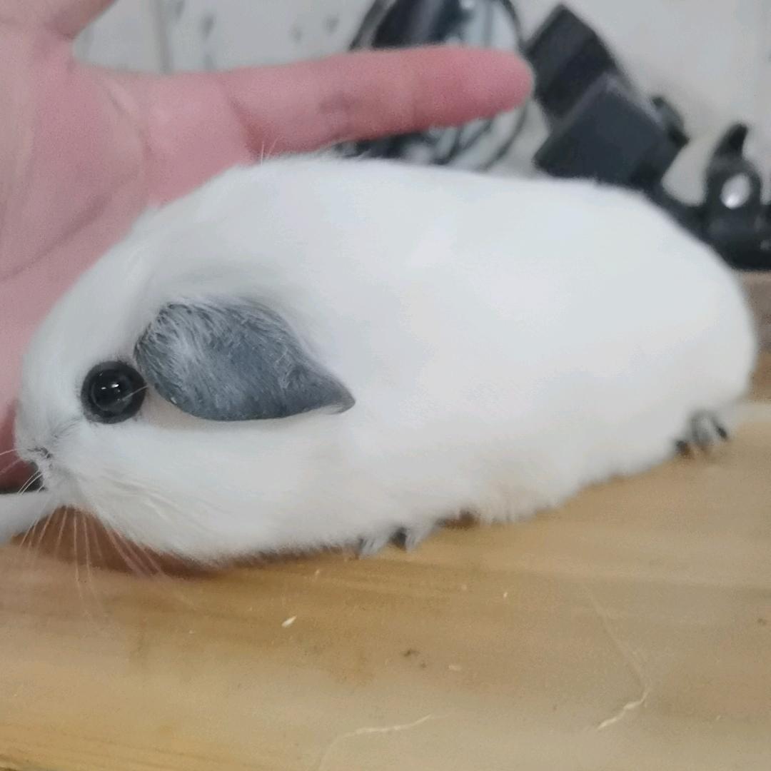 昆明豚鼠养殖小哥