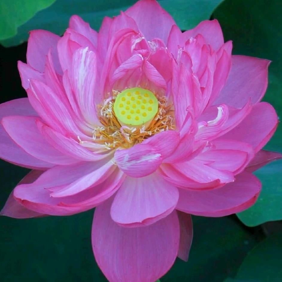 美满红姐