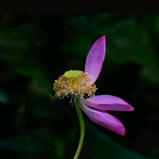 镇安阅读  英英老师