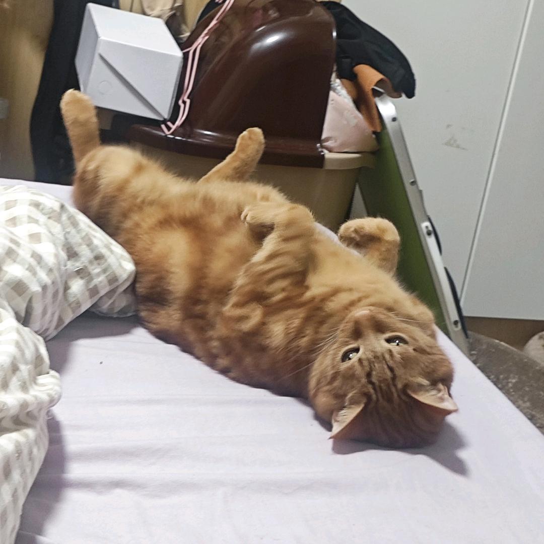 元投