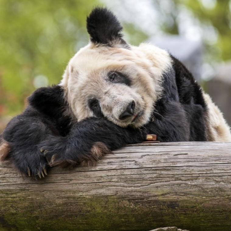 逆相思🐼