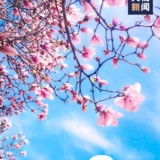 雪之梅