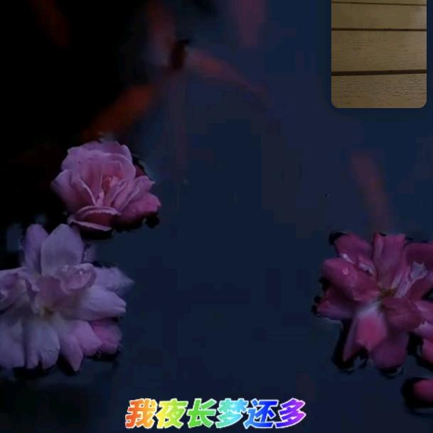 猫猫吖