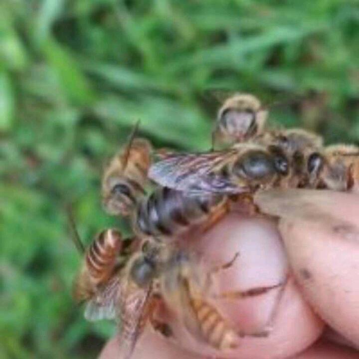 城步原生态土蜂蜜