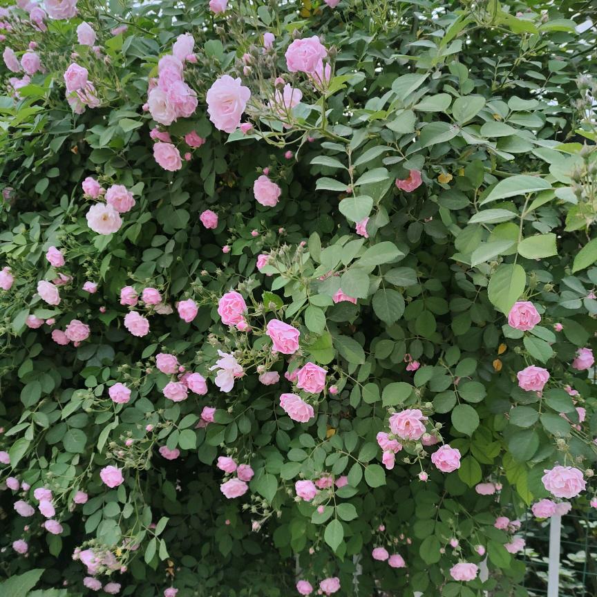 琪琛小菜园