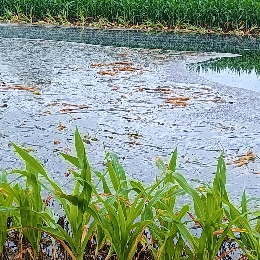 菩提本无树，明镜亦非台