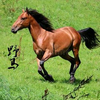 𝒀𝑳𝑮🍊野马