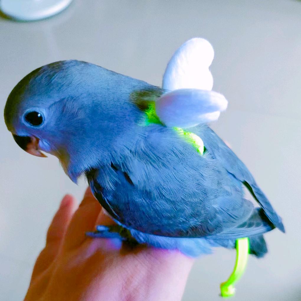 龙 吸 水