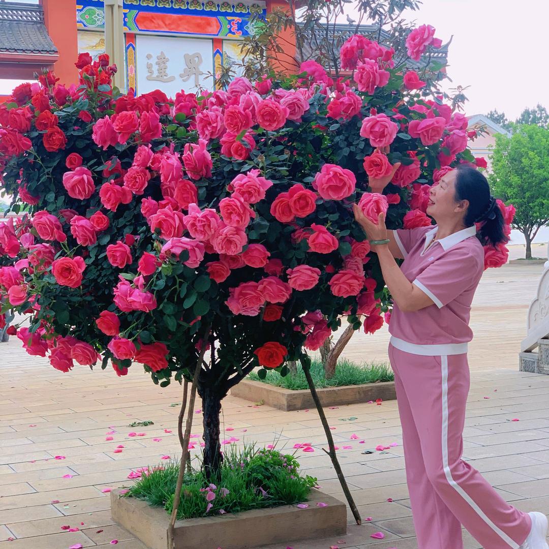 啊芬姐