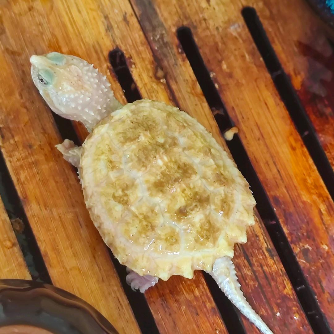 海仔☆龟宠佛鄂