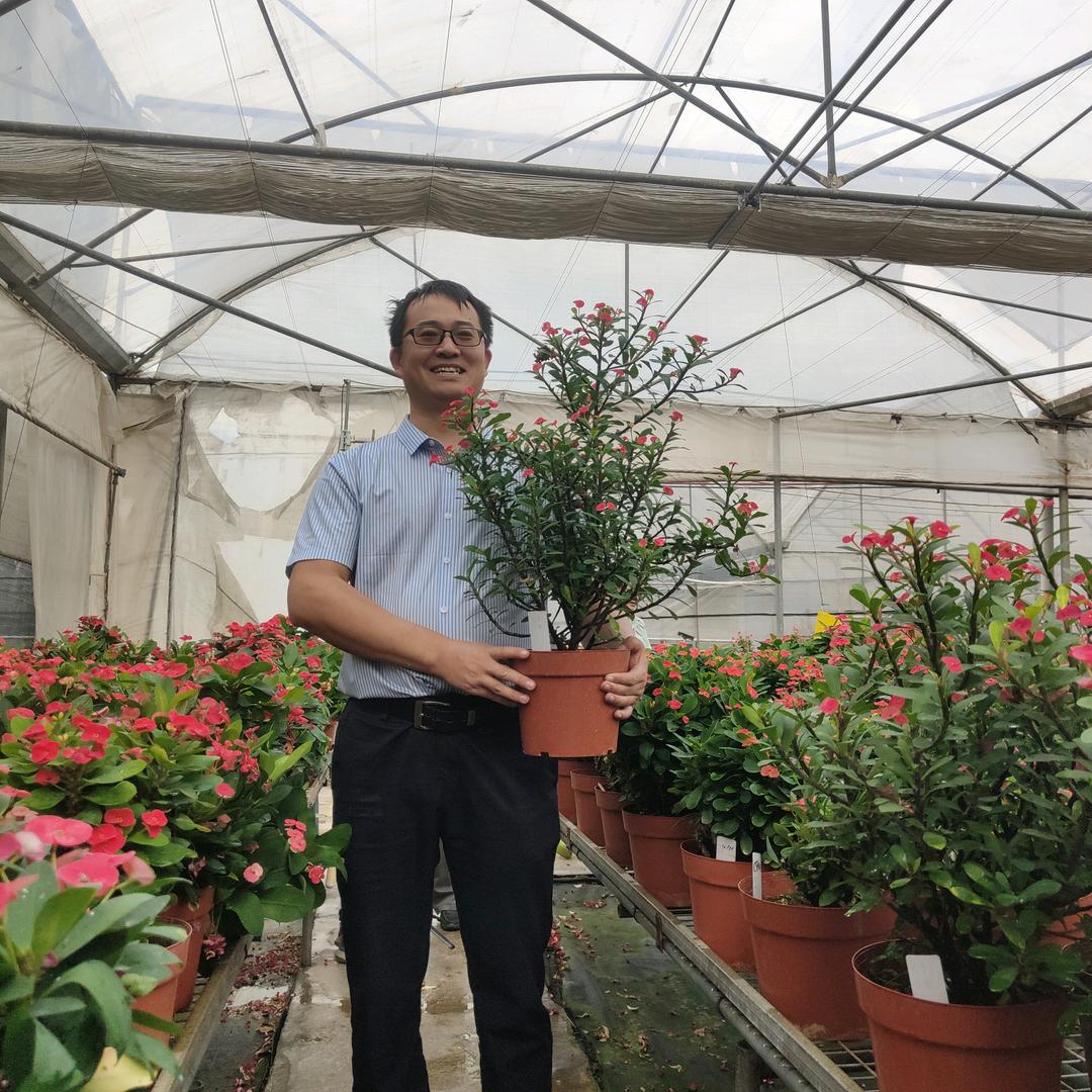 虎刺梅盆栽