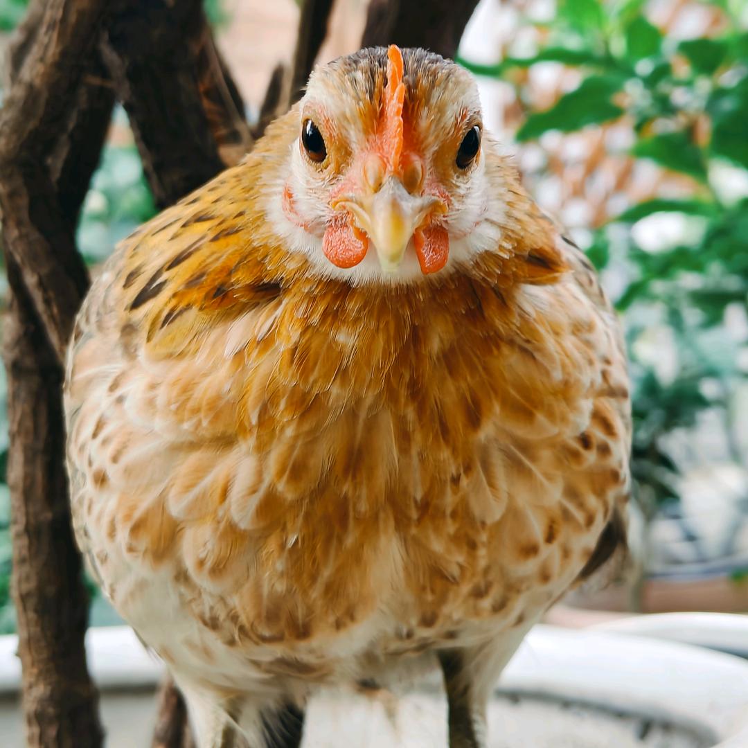 豆豆一家