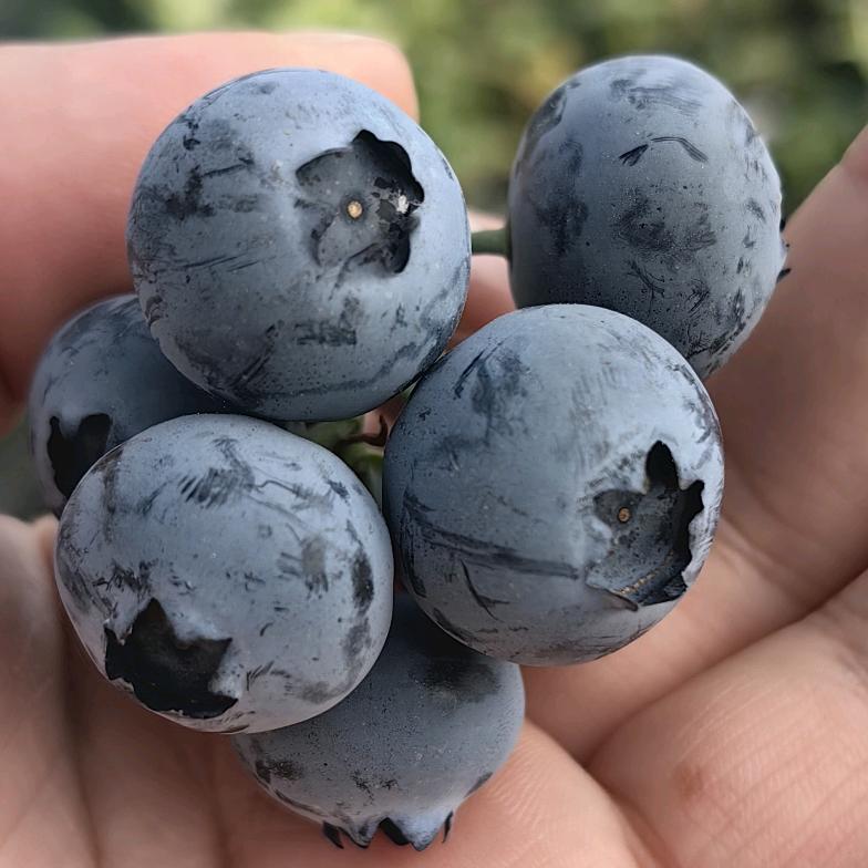 诗瑶鲜果创意屋