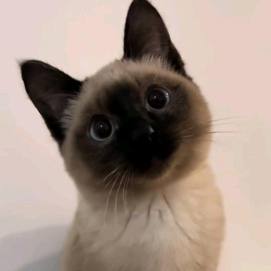 呤茉