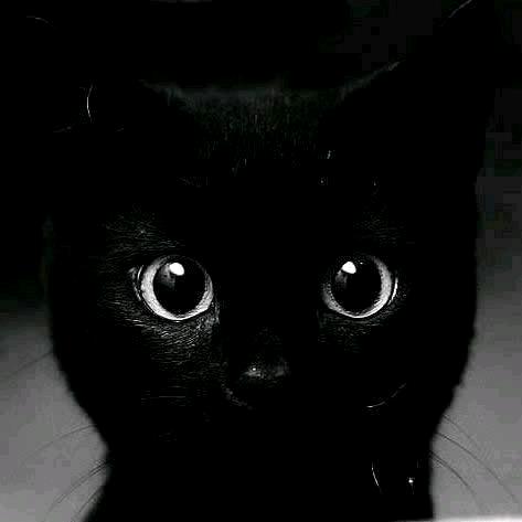 野小猫