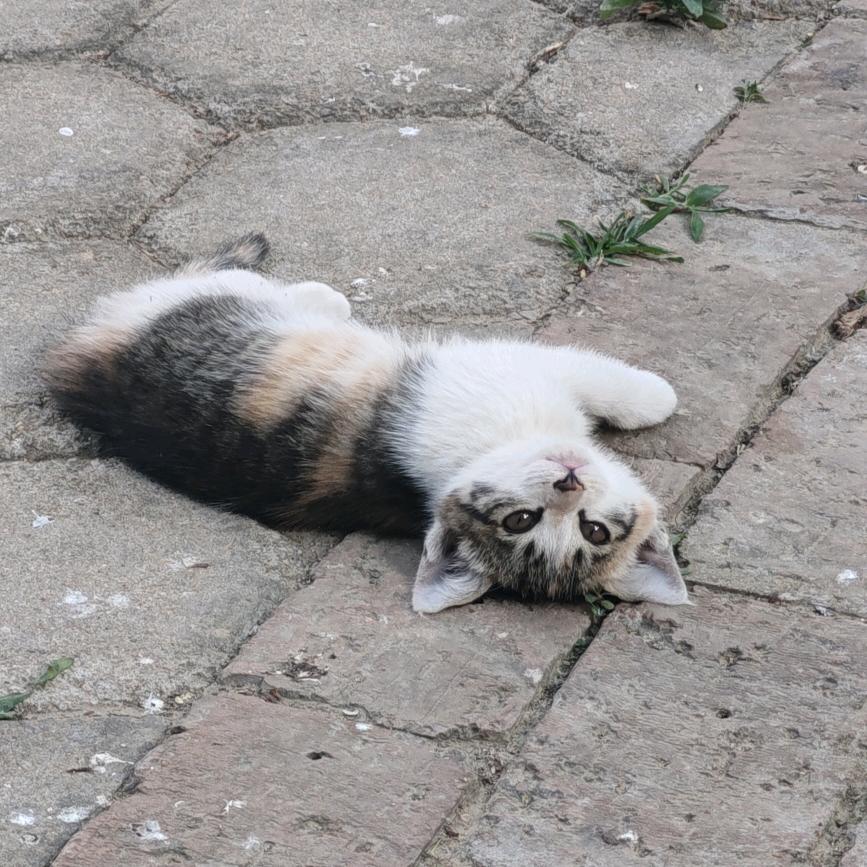 唐三藏叫金chan子还是御弟giegie