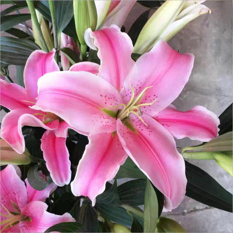 小百合（飞彪电器）