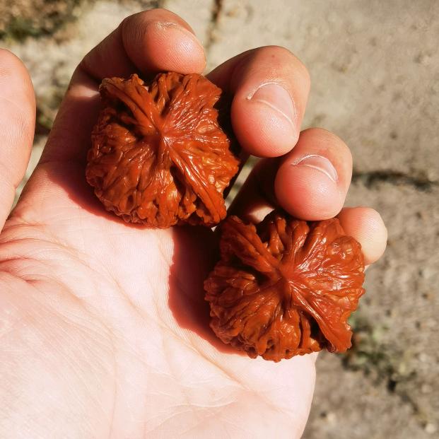 涞水小鱼麻核桃