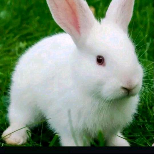 兔子🐰🐰
