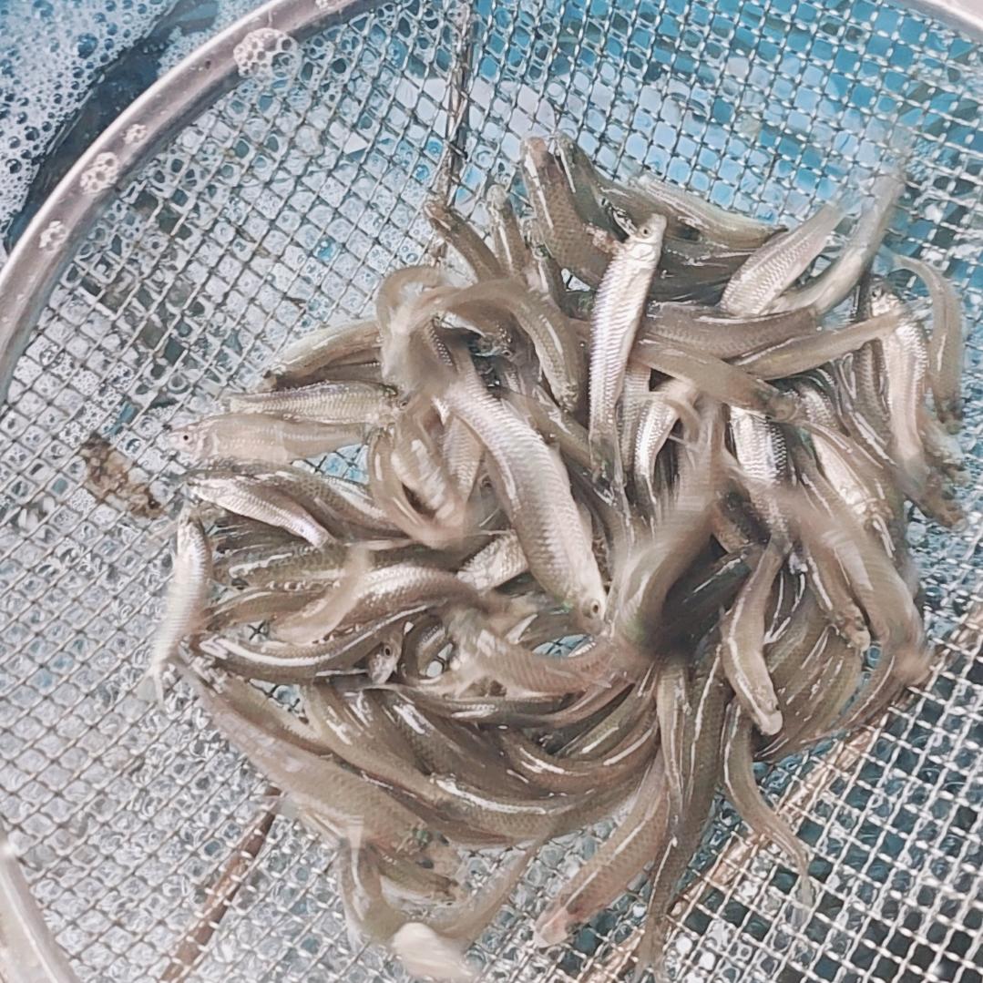 蒋氏野生鱼加工店