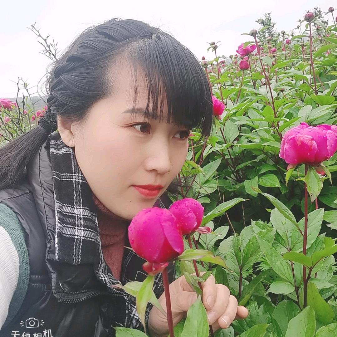 蓝色墙薇
