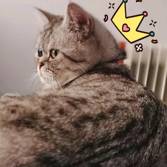 张小睿是只猫