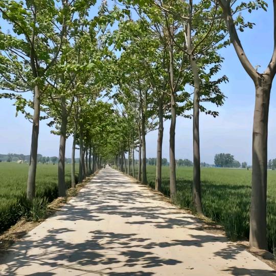 苦海明灯
