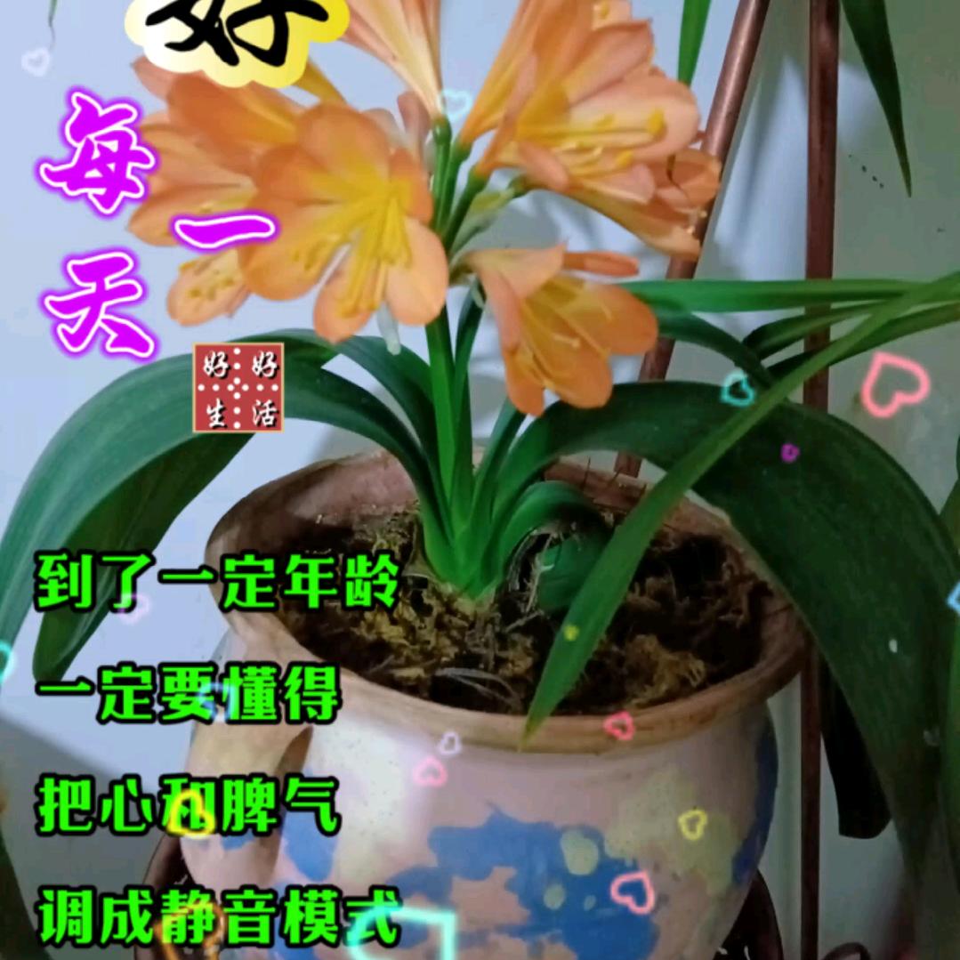 花落无声