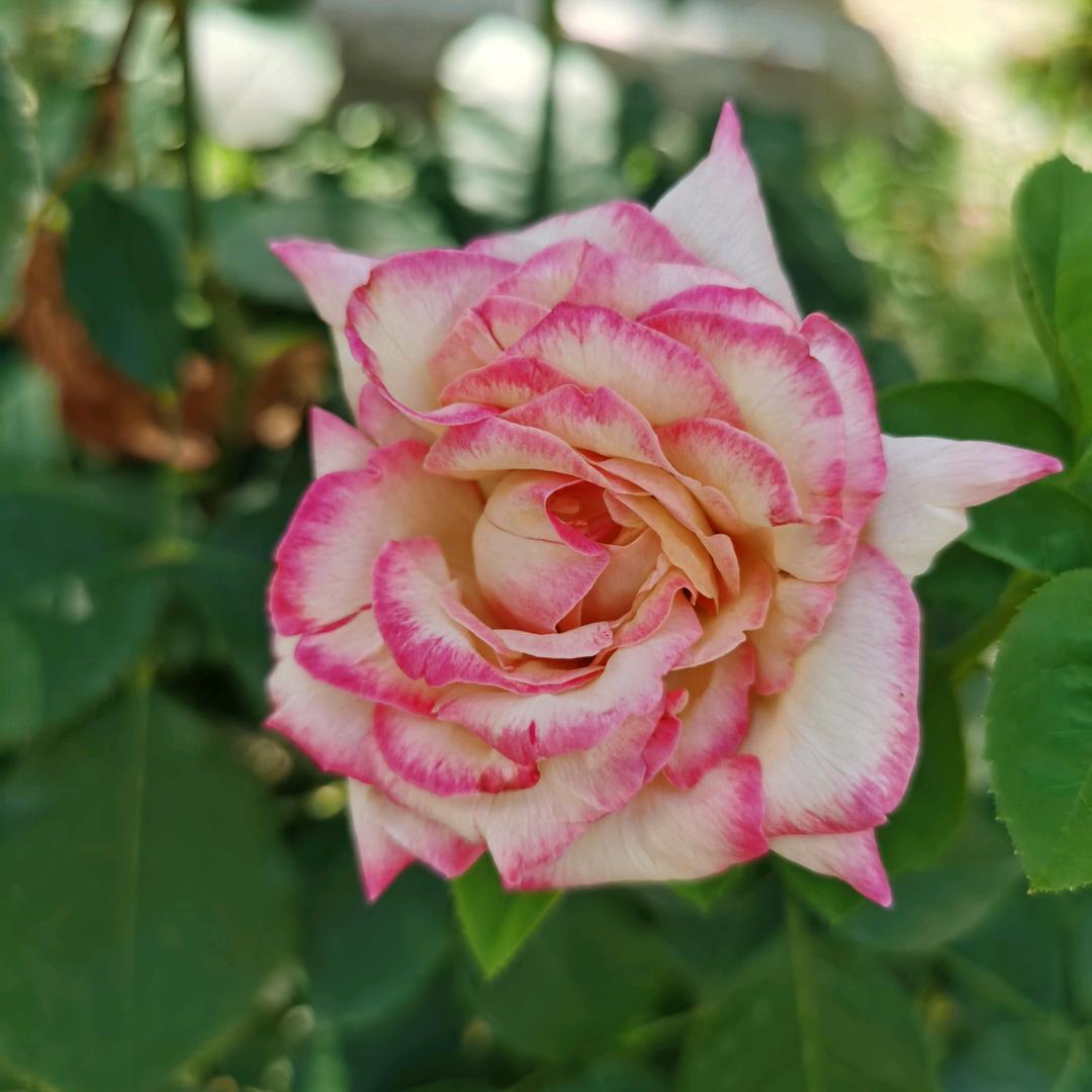 ♄半♅♃盏♇♔茶♁