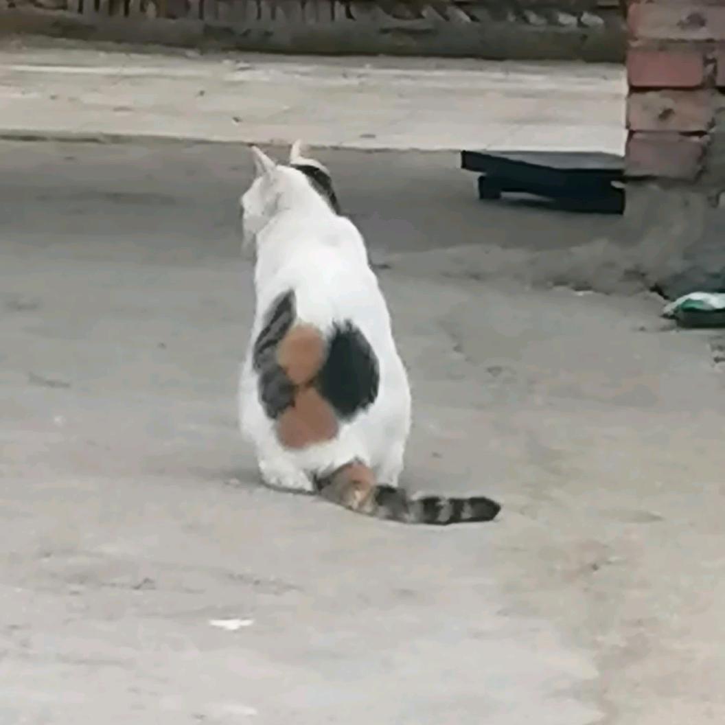 滇香花卷