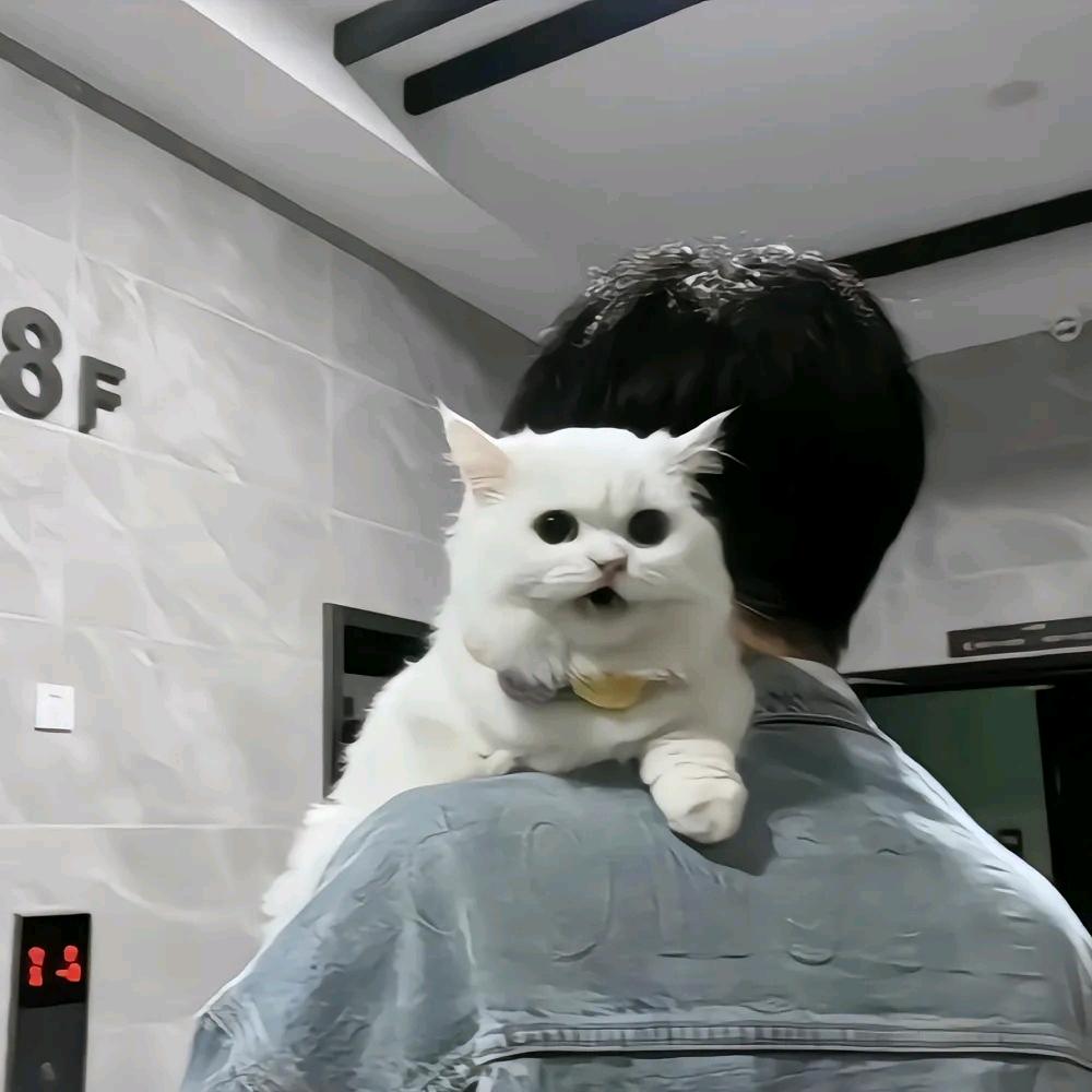 要养只猫猫吖