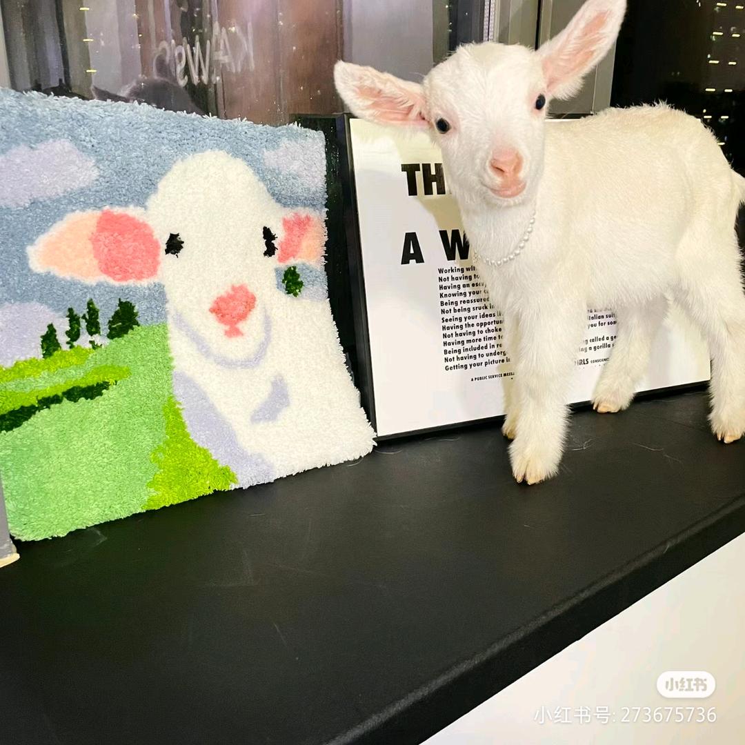 杨只羊🐑