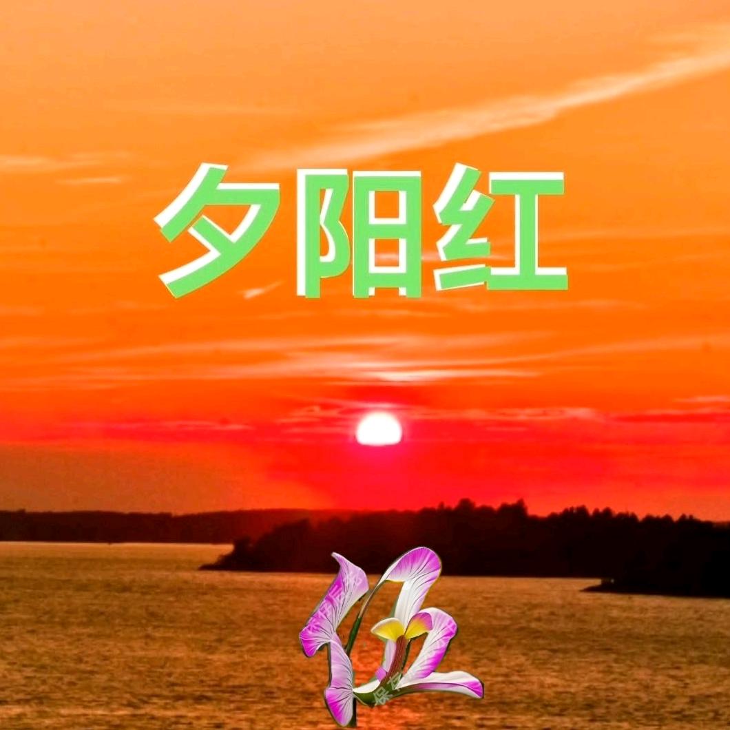 夕阳红