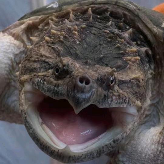 养宠小屁孩儿🎣