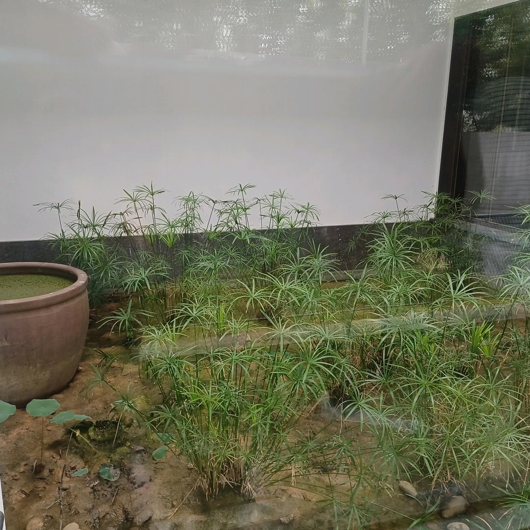 大鹏