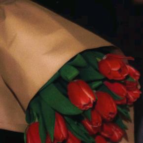 不吃茄子的兔子