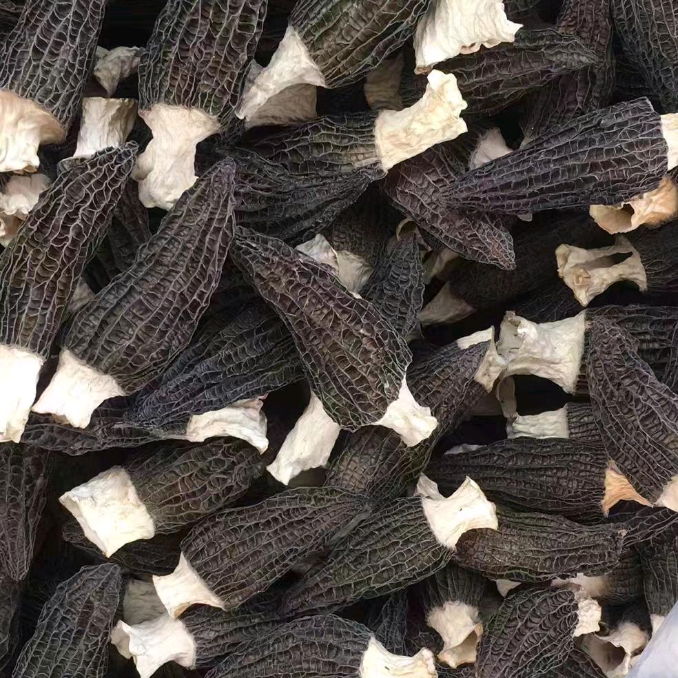 羊肚菌收购中心