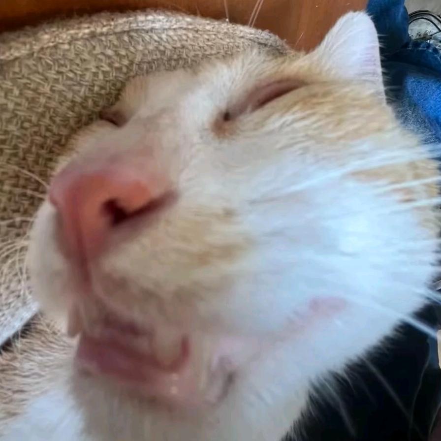 别动！我是坏银