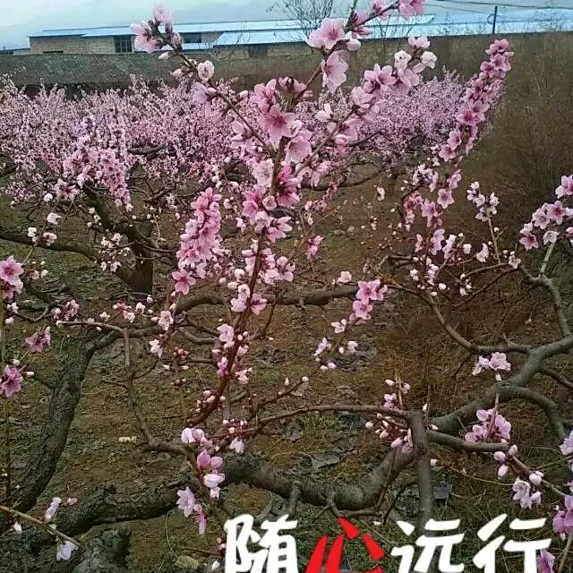 风雨一生