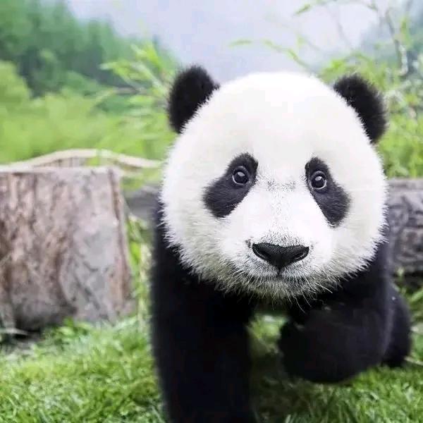 🐼國寳🐼