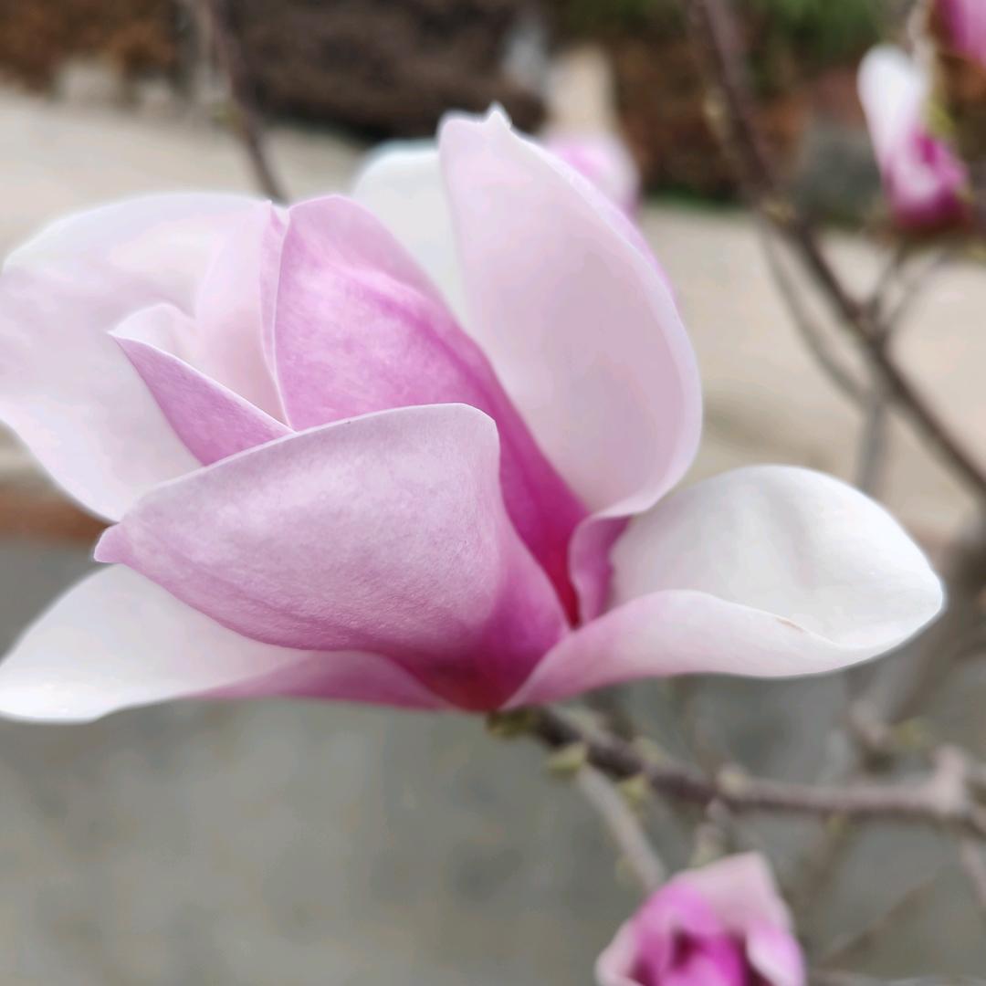 丽