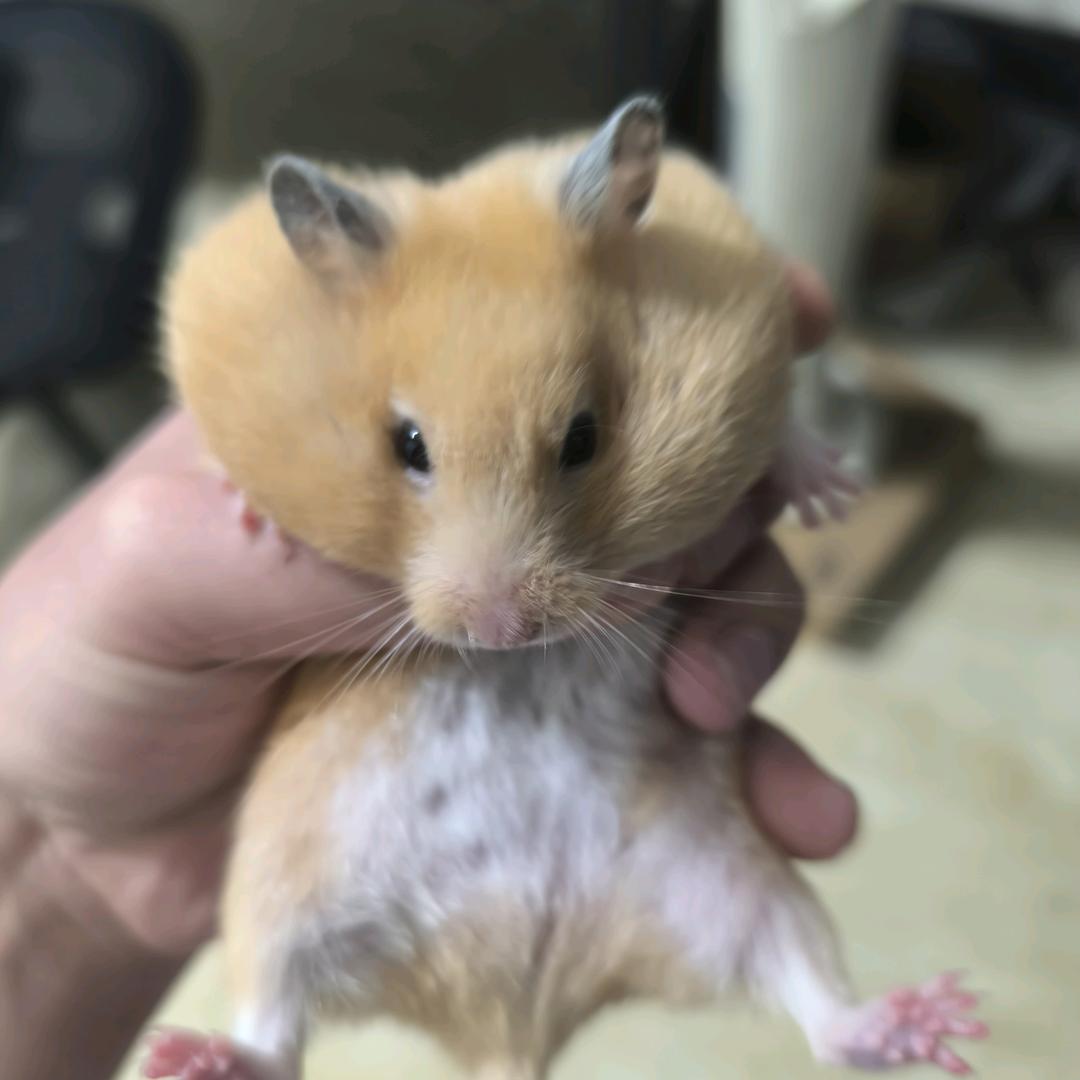 就叫我靓仔吧