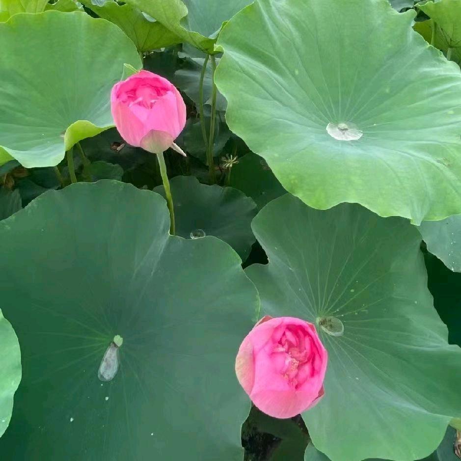花开花落