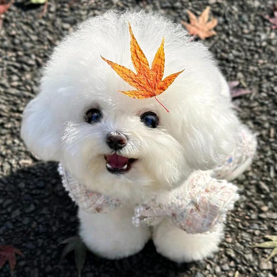 玲玲爱萌宠