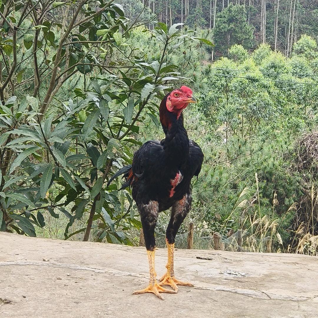 爱养点毛毛鸡🐔