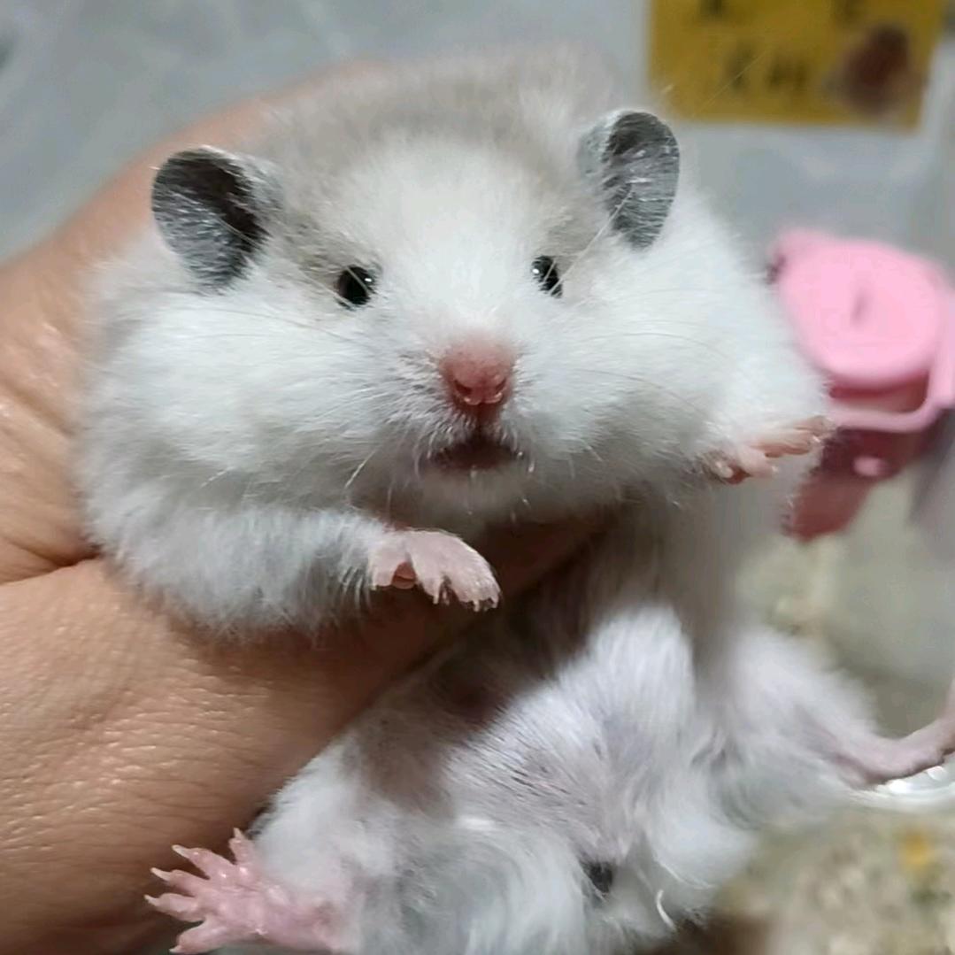 铁粉