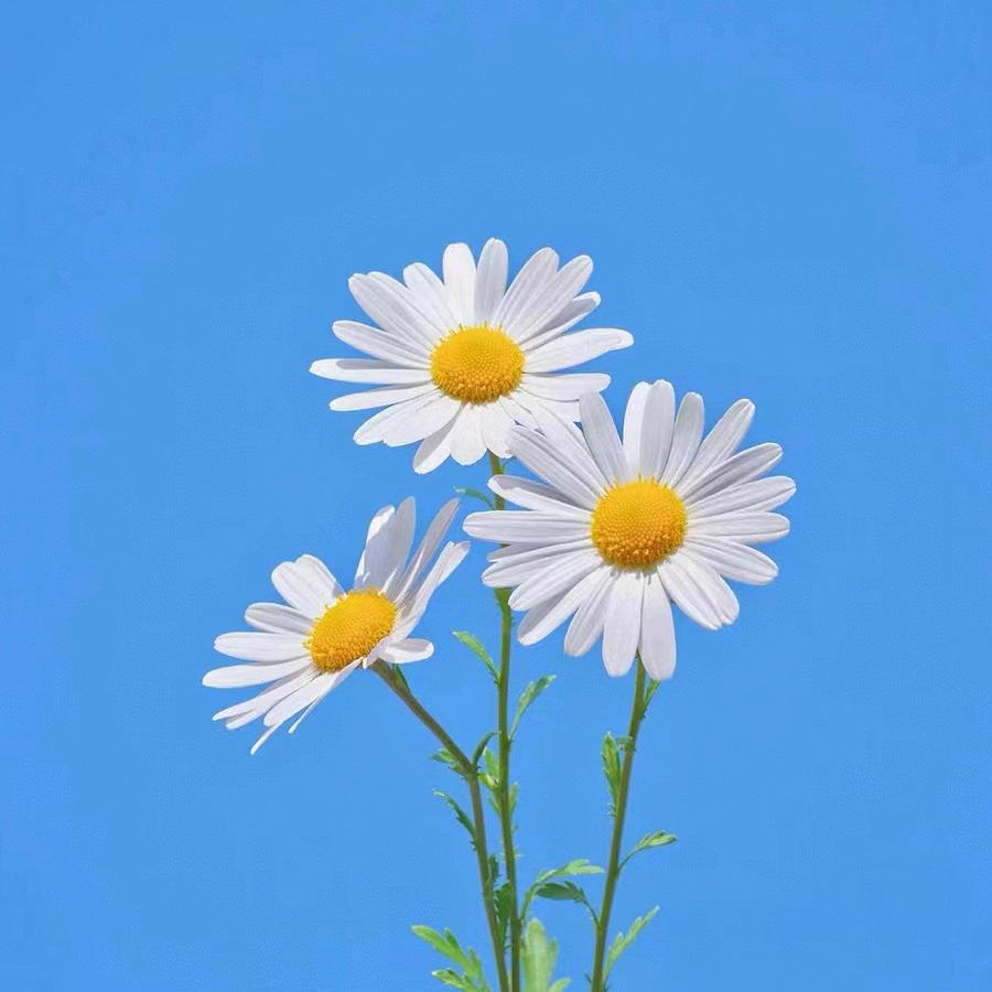 罗夏₍˄·͈༝·͈˄*₎◞ ̑̑